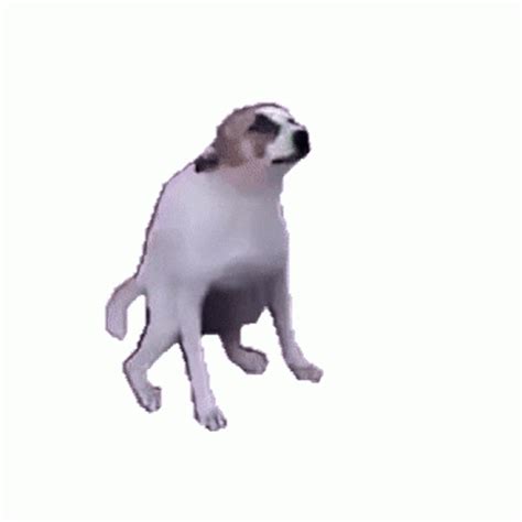 dancing dog gif|dancing dog tiktok.